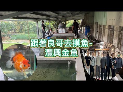 灃興金魚|【灃興金魚】超美金魚要上岸見客囉 